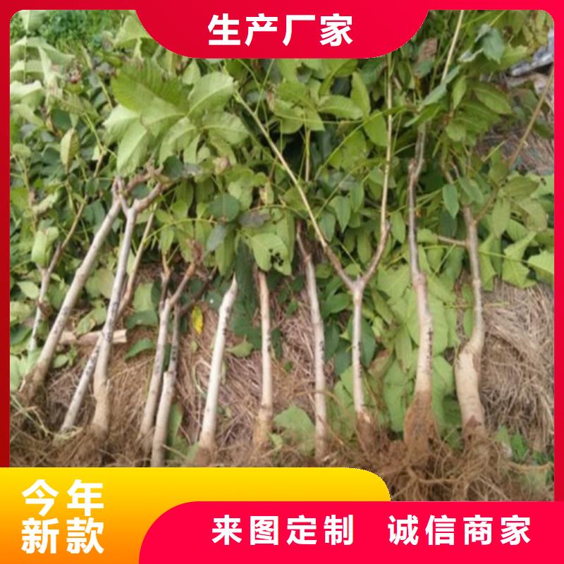 核桃苗草莓苗价格来图加工定制