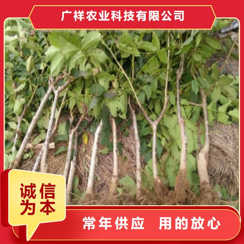 核桃苗樱桃苗发货及时