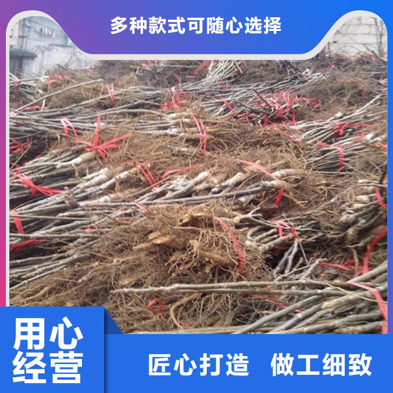 核桃苗草莓苗价格实拍品质保障