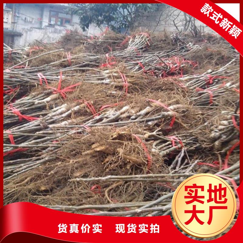 【核桃苗蓝宝石葡萄苗现货实拍】