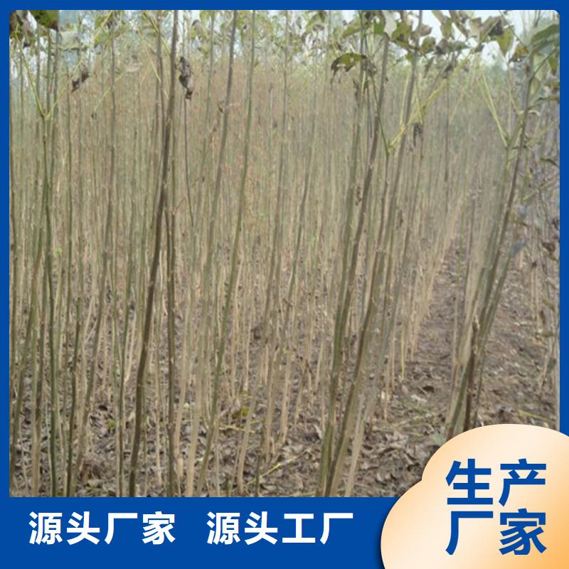 核桃苗草莓苗价格来图加工定制