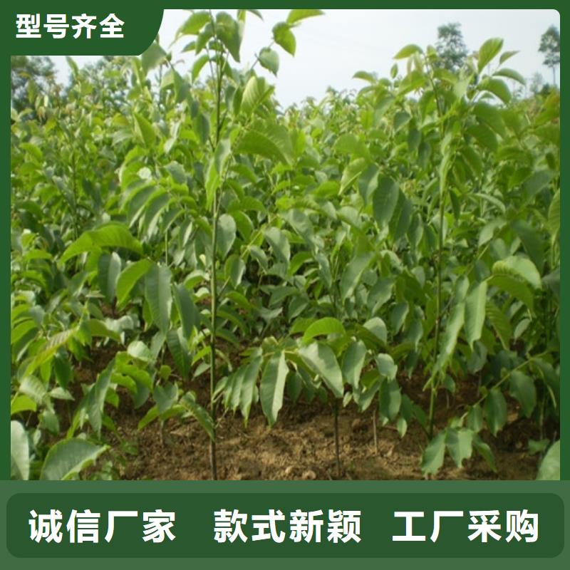 核桃苗,梨树苗基地专注细节专注品质
