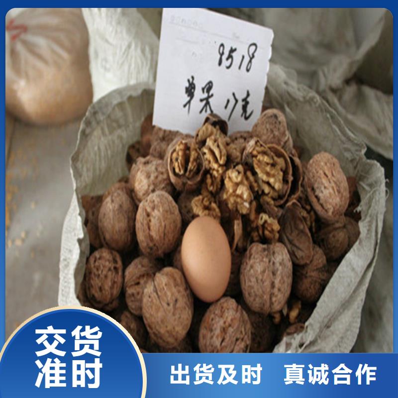 梨树苗-视频-辽宁省葫芦岛市|龙港|绥中|铁岭|大连|沈阳|抚顺|营口|鞍山|丹东梨树苗-广祥