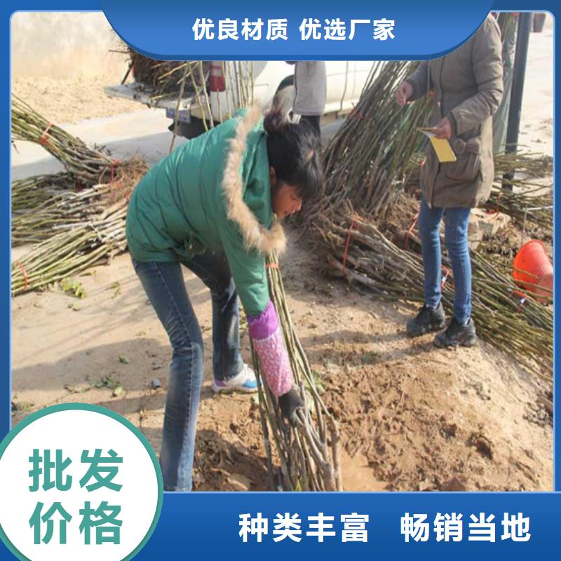 核桃苗,香梨树苗真正的源头厂家