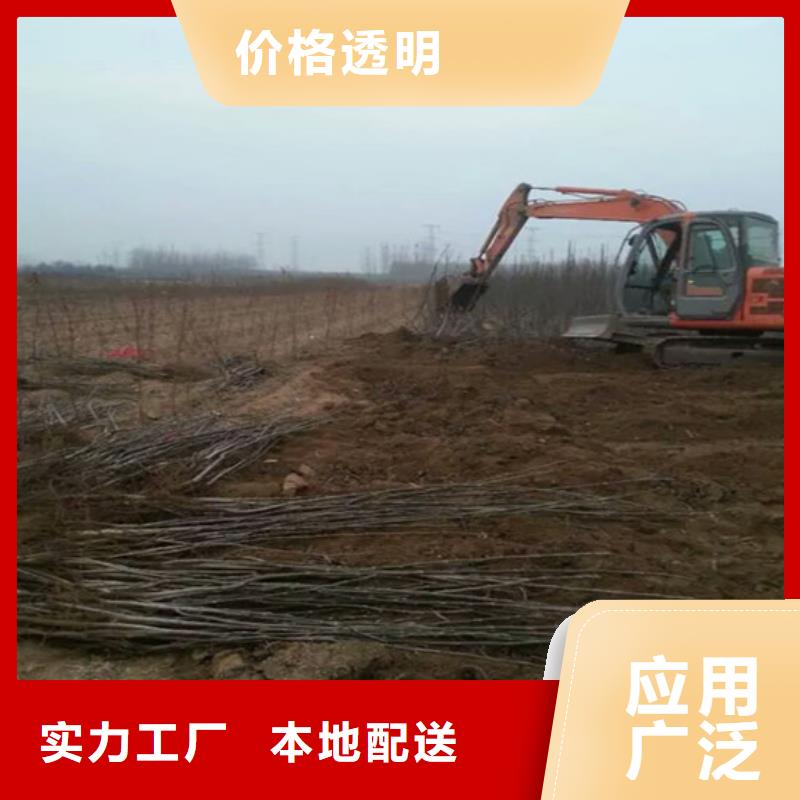 核桃苗樱桃苗发货及时