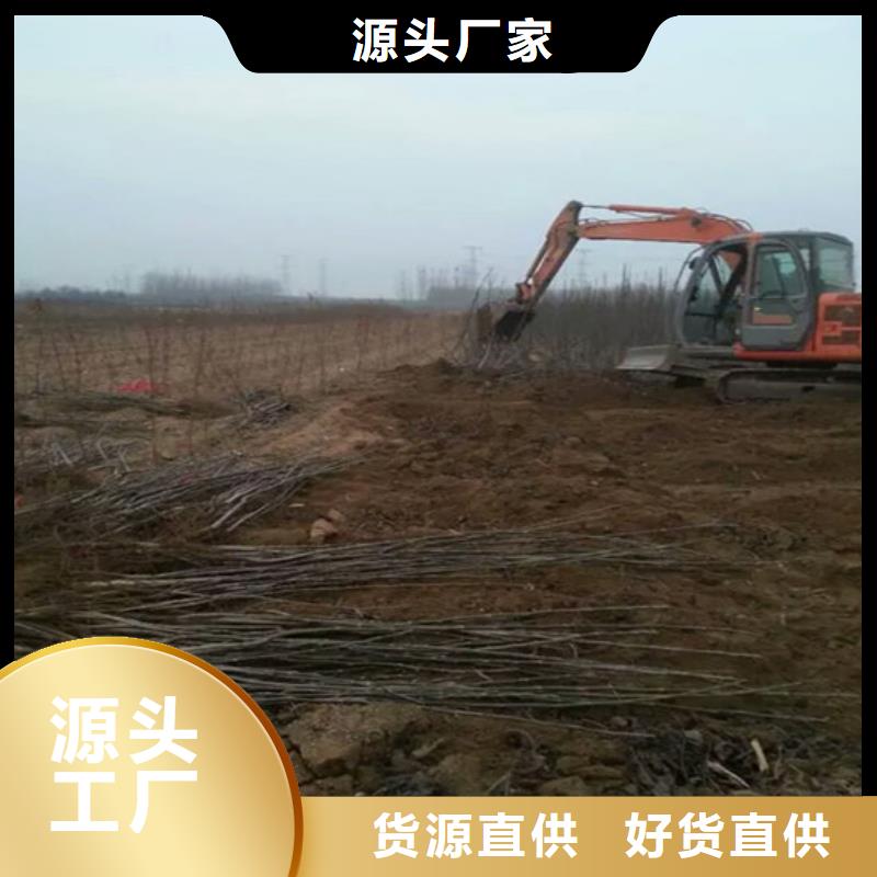 核桃苗草莓苗价格规格齐全