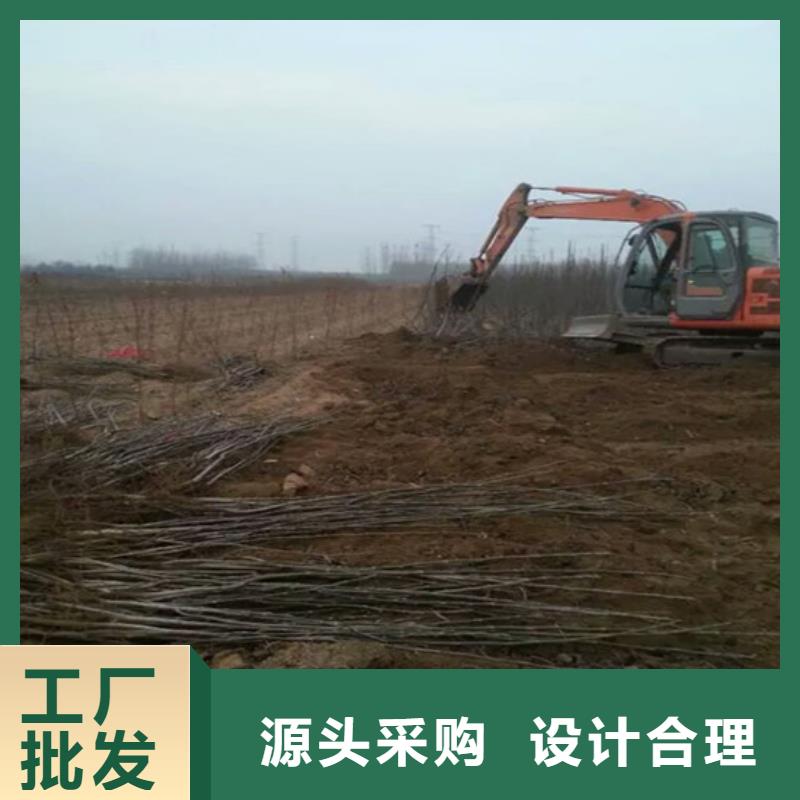 梨树苗-视频-辽宁省葫芦岛市|龙港|绥中|铁岭|大连|沈阳|抚顺|营口|鞍山|丹东梨树苗-广祥