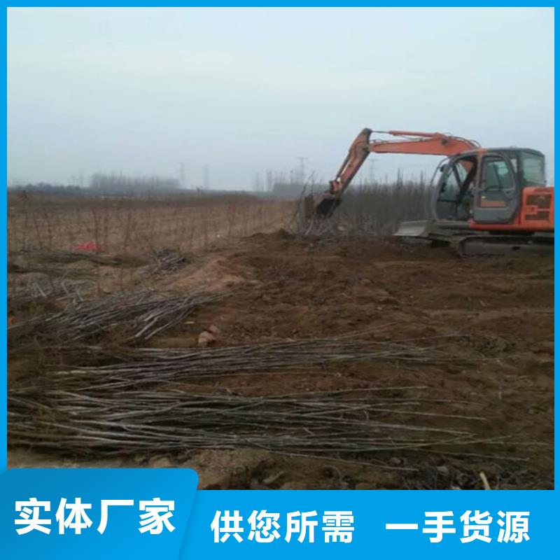 核桃苗草莓苗价格专业生产厂家