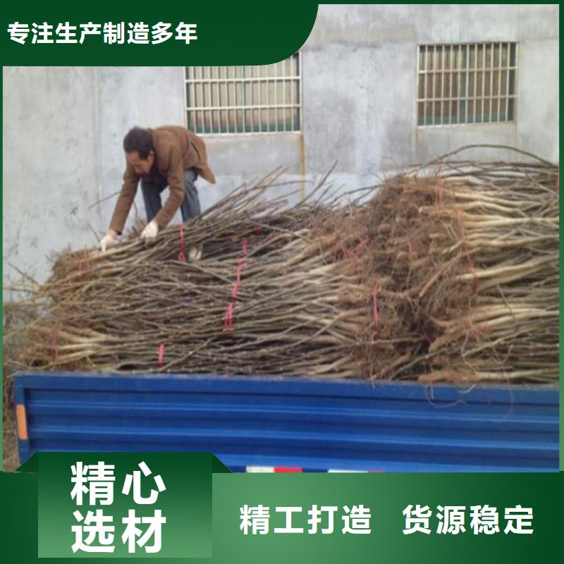 核桃苗樱桃苗发货及时