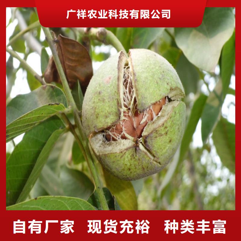 核桃苗桃树苗专注生产制造多年