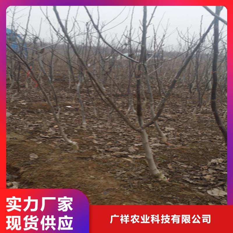 核桃苗草莓苗价格实拍品质保障