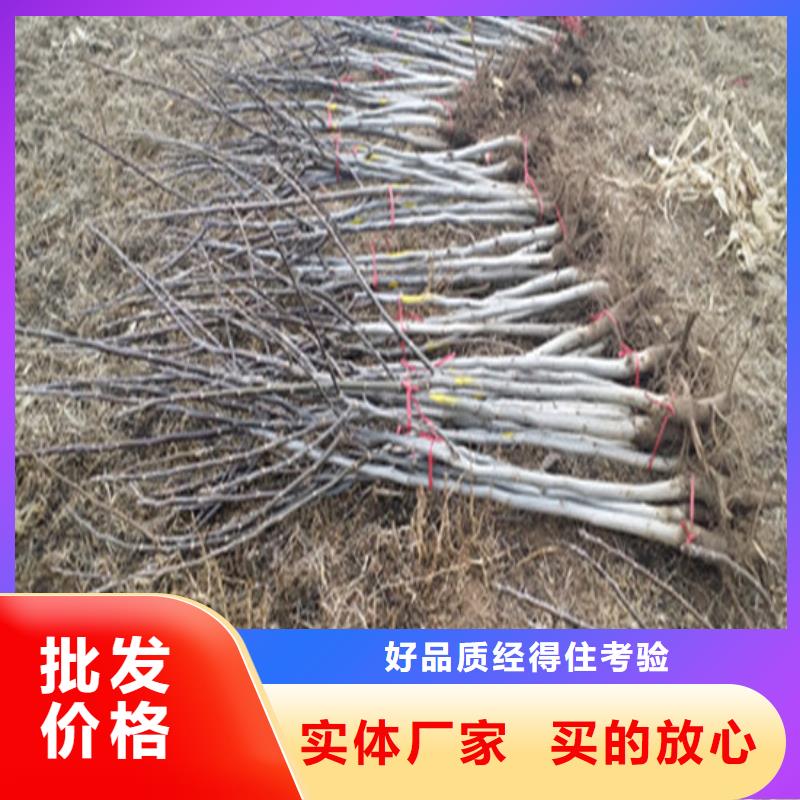 核桃苗草莓苗价格来图加工定制