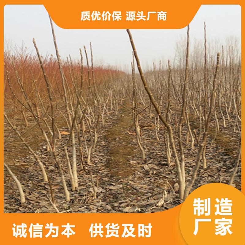 核桃苗梨树苗定制不额外收费