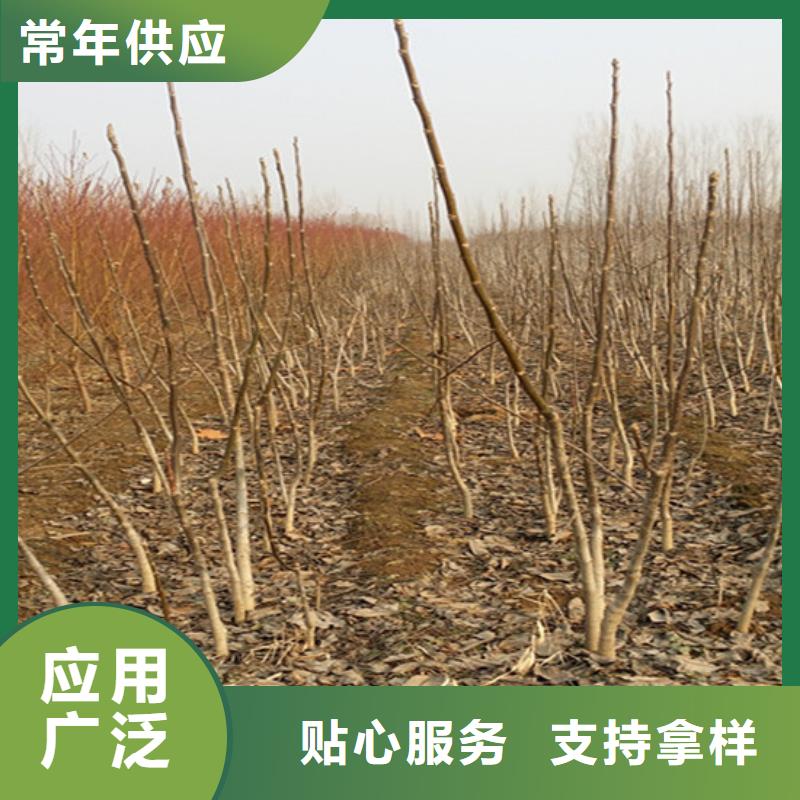 核桃苗果树苗一对一为您服务