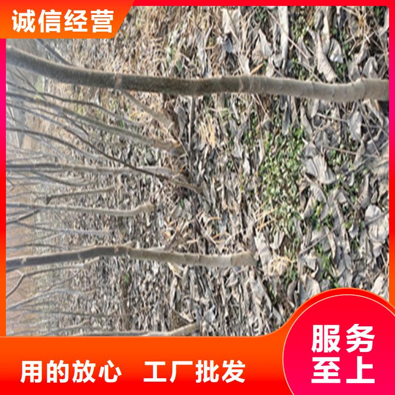 核桃苗果树苗一对一为您服务