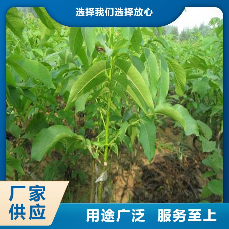 核桃苗果树苗一对一为您服务