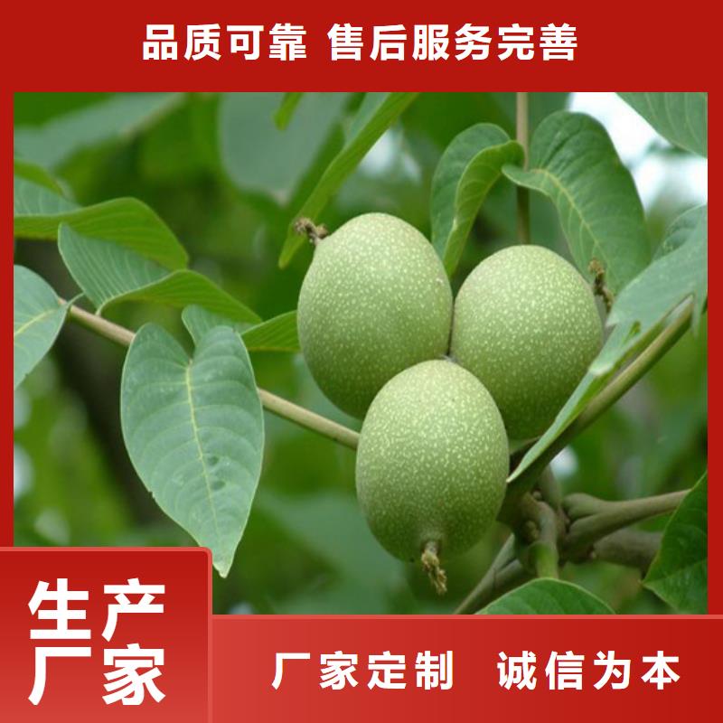 核桃苗果树苗一对一为您服务
