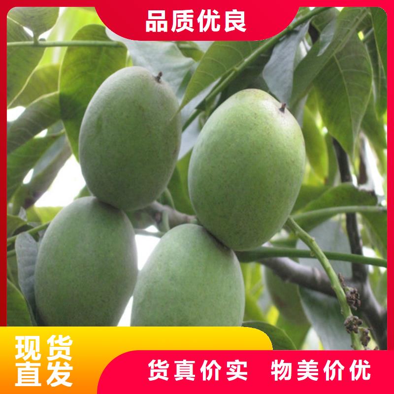 核桃苗果树苗一对一为您服务