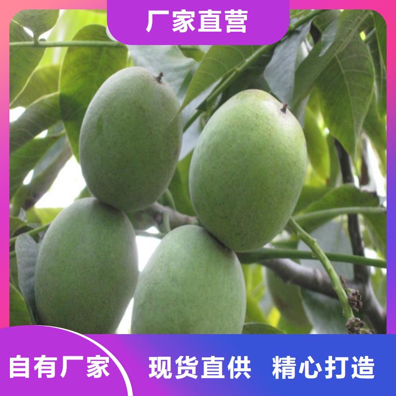 核桃苗,梨树苗基地专注细节专注品质