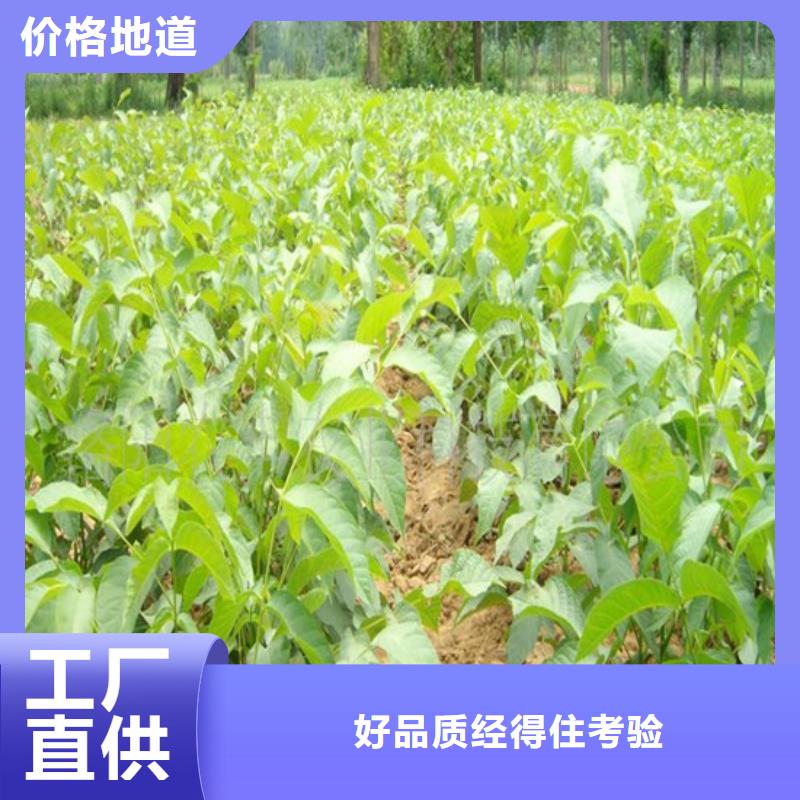 核桃苗果树苗一对一为您服务