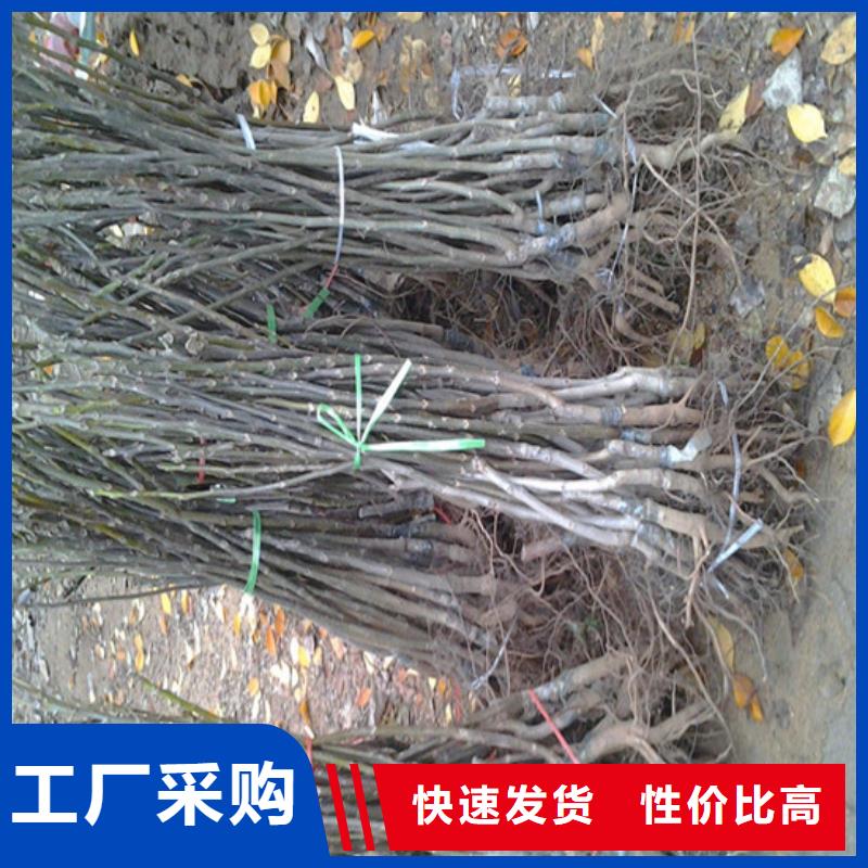 核桃苗果树苗一对一为您服务