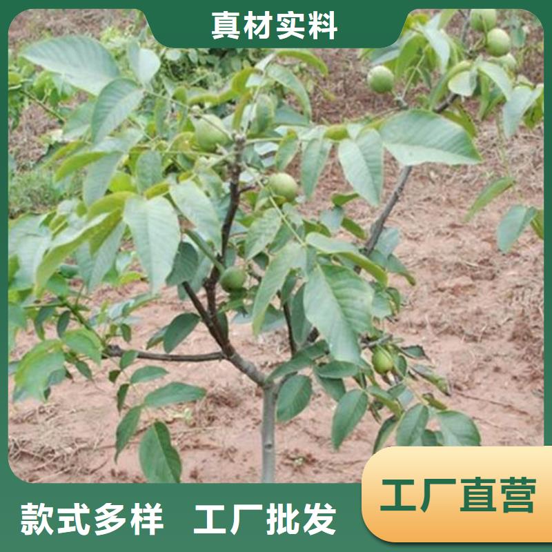 核桃苗果树苗一对一为您服务
