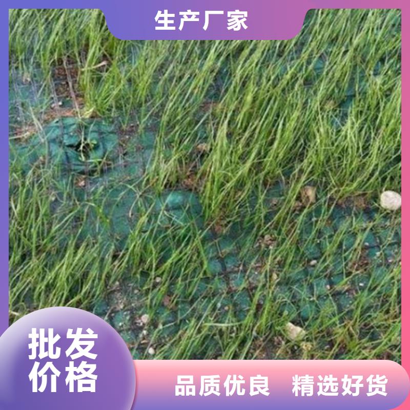 塑料盲沟-视频-颍东|颍泉|宿州|淮南|六安|亳州|滁州|铜陵|蚌埠中齐塑料盲沟_ 中齐建材(阜阳市分公司)