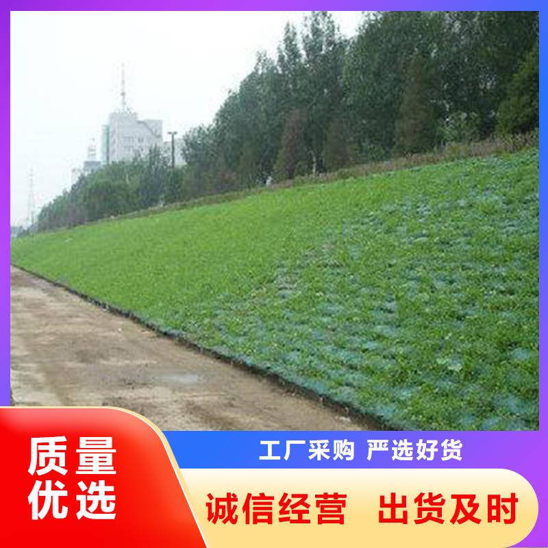 三维植被网防渗膜大厂生产品质