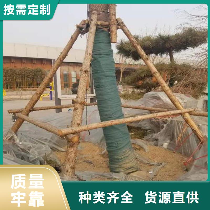 裹树布园林养护裹树布