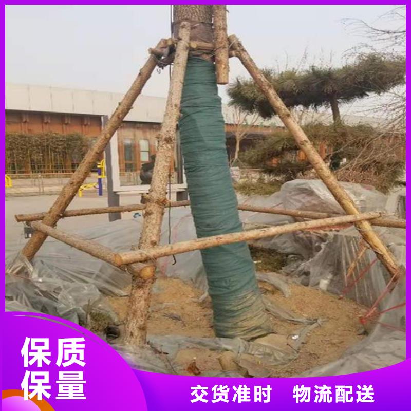 【裹树布,土工膜欢迎来电咨询】