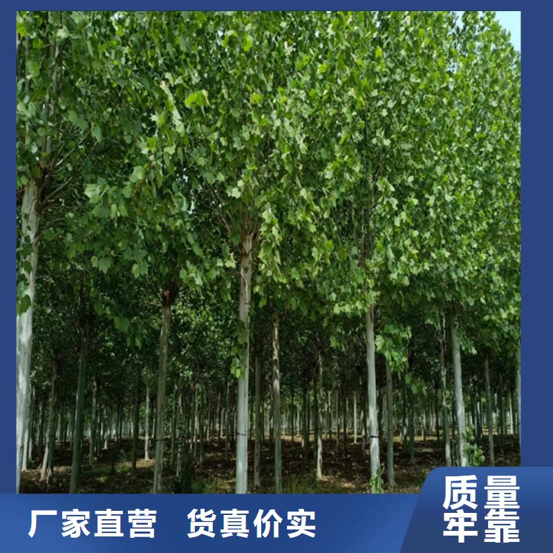 10公分法桐价格质量放心法桐