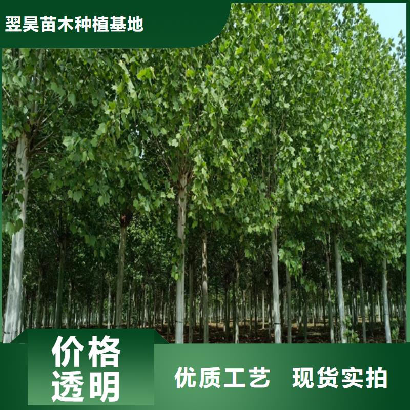 法桐北京栾好品质经得住考验