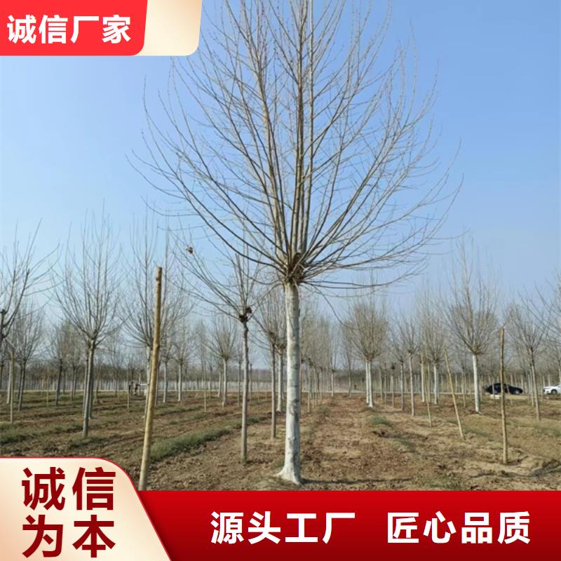 法桐 国槐今年新款