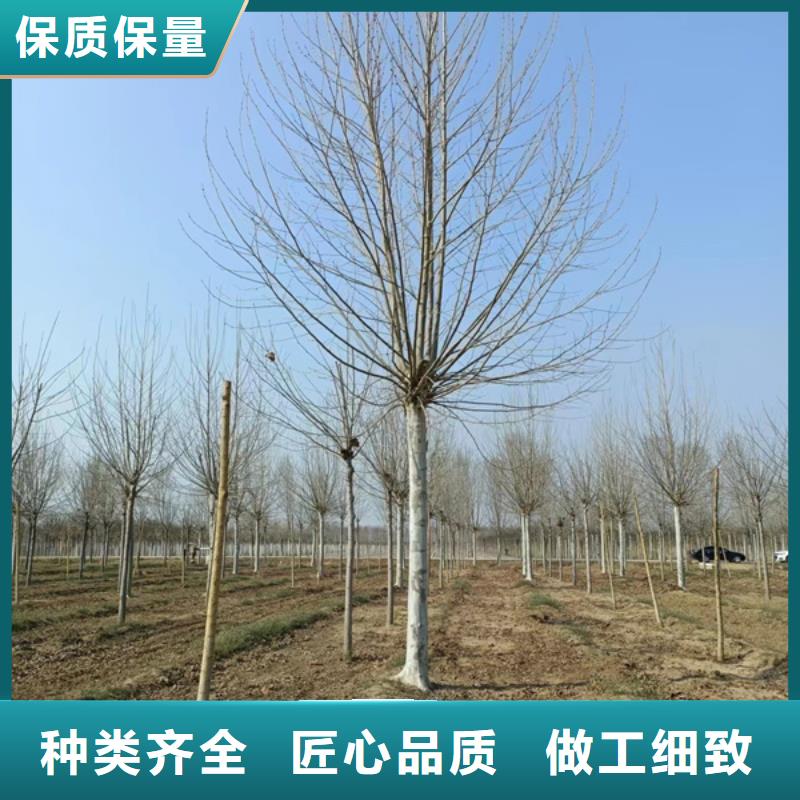 法桐西府海棠详细参数