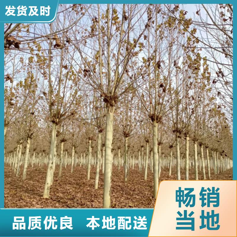 法桐 黄金槐超产品在细节