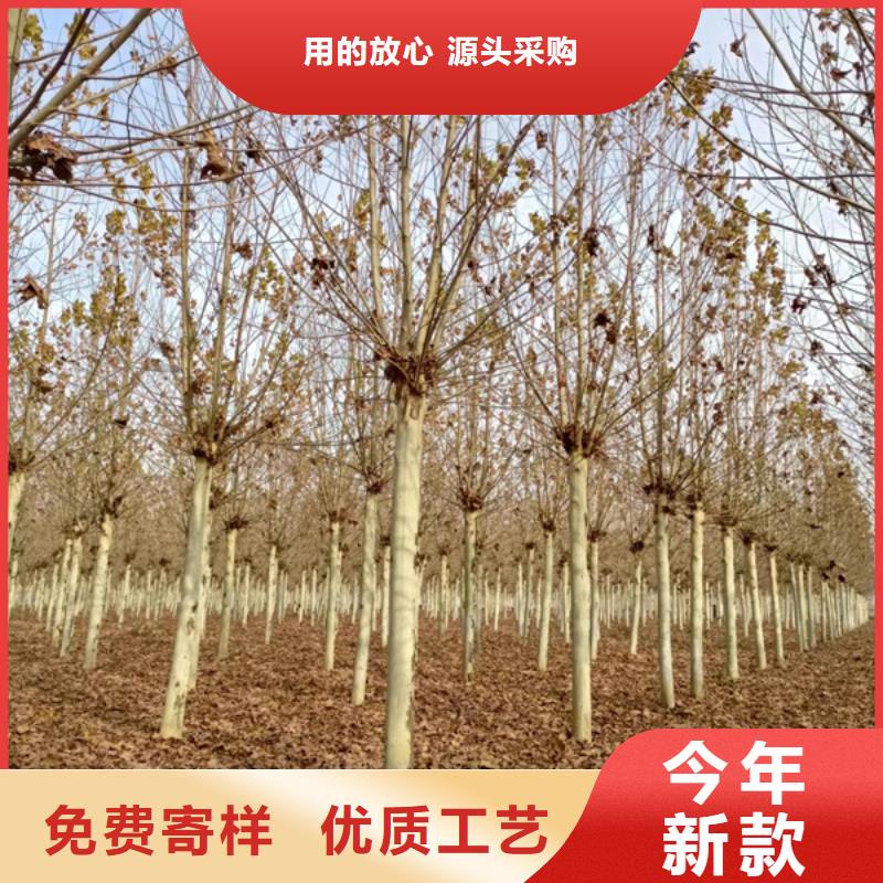 法桐,秋紫白蜡用心服务