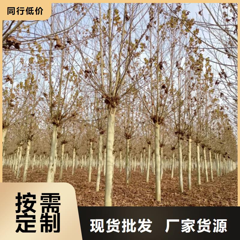 #10公分法桐#-价格低