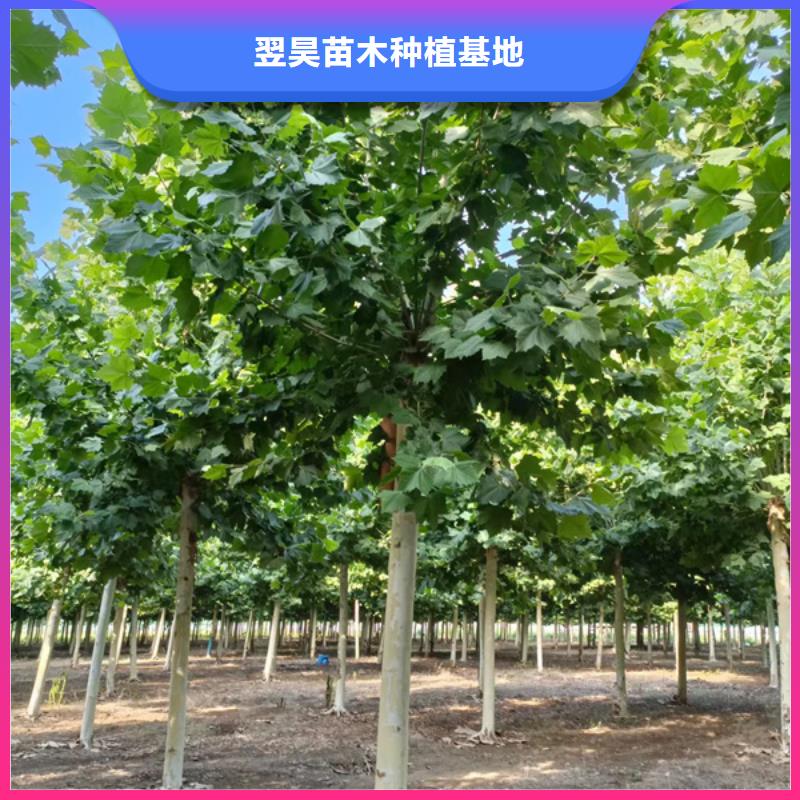 法桐欢迎订购法桐