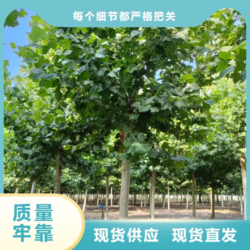 黄金槐视频-黄金槐(翌昊)覆盖地域四川省巴中市巴州|平昌|广元|眉山|德阳|甘孜|南充|绵阳