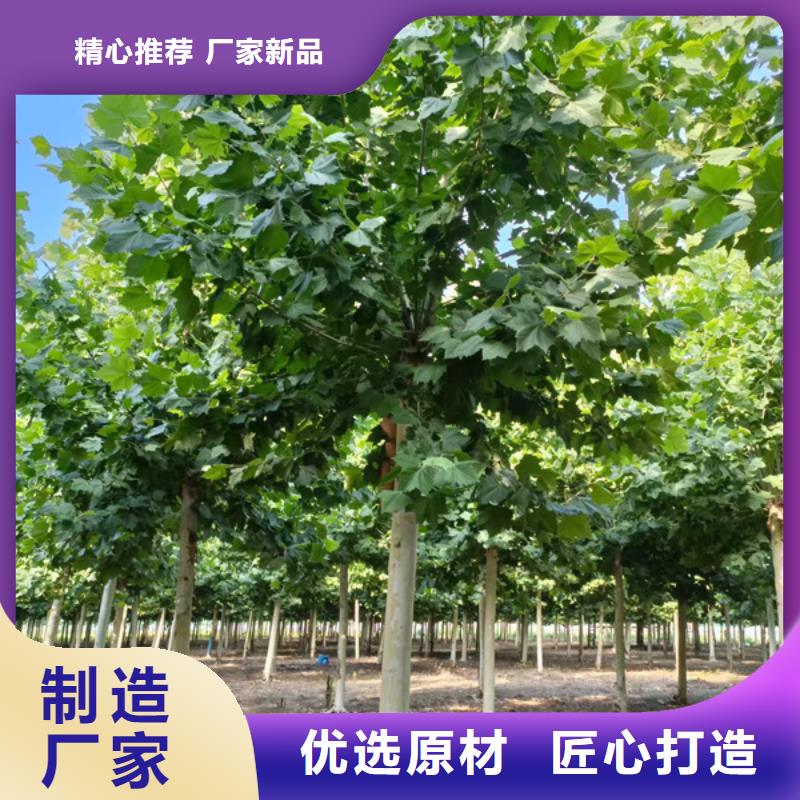 速生法桐工厂