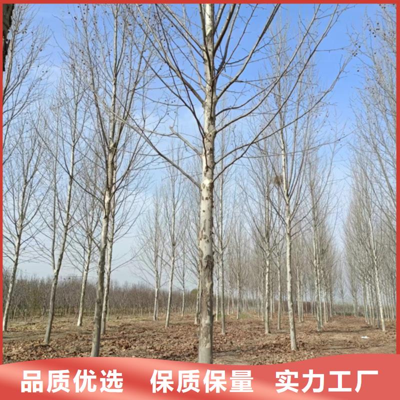 法桐 黄金槐有口皆碑