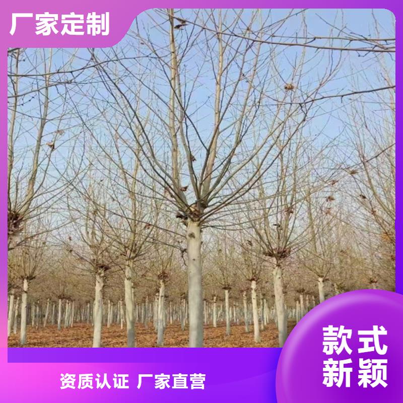 10公分法桐价格种植基地法桐