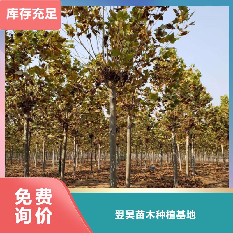 法桐现货齐全售后无忧