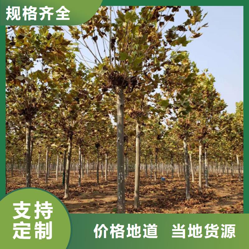 法桐美国红枫详细参数