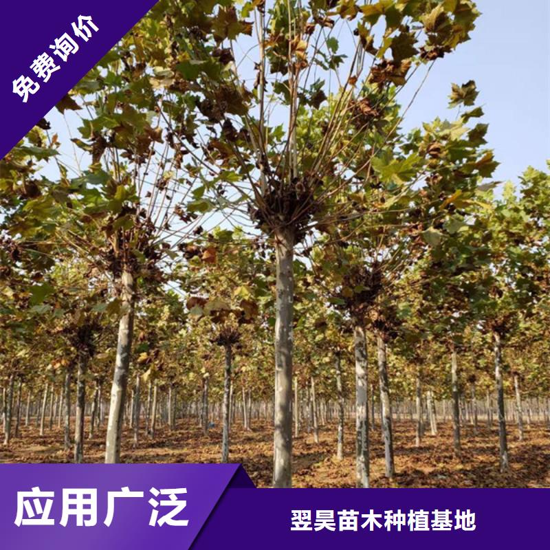 法桐 截杆发帽质量检测