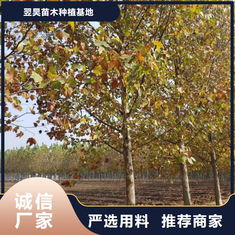 法桐白蜡省心又省钱