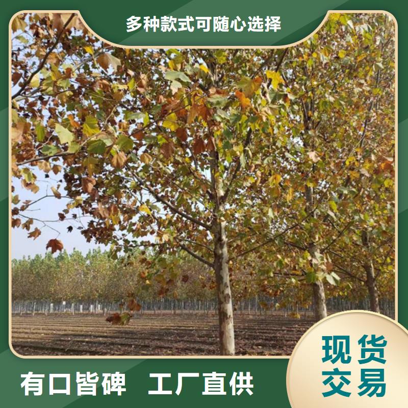 黄金槐-视频-盐边|米易|雅安|资阳|甘孜|成都|宜宾|德阳|眉山黄金槐您想要的我们都有-翌昊苗木种植基地(攀枝花市分公司)