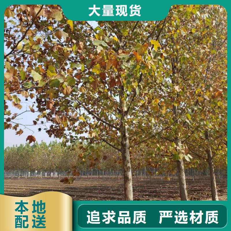 法桐金叶槐品质可靠