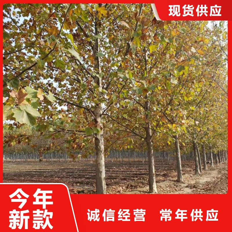法桐金叶白蜡以质量求生存