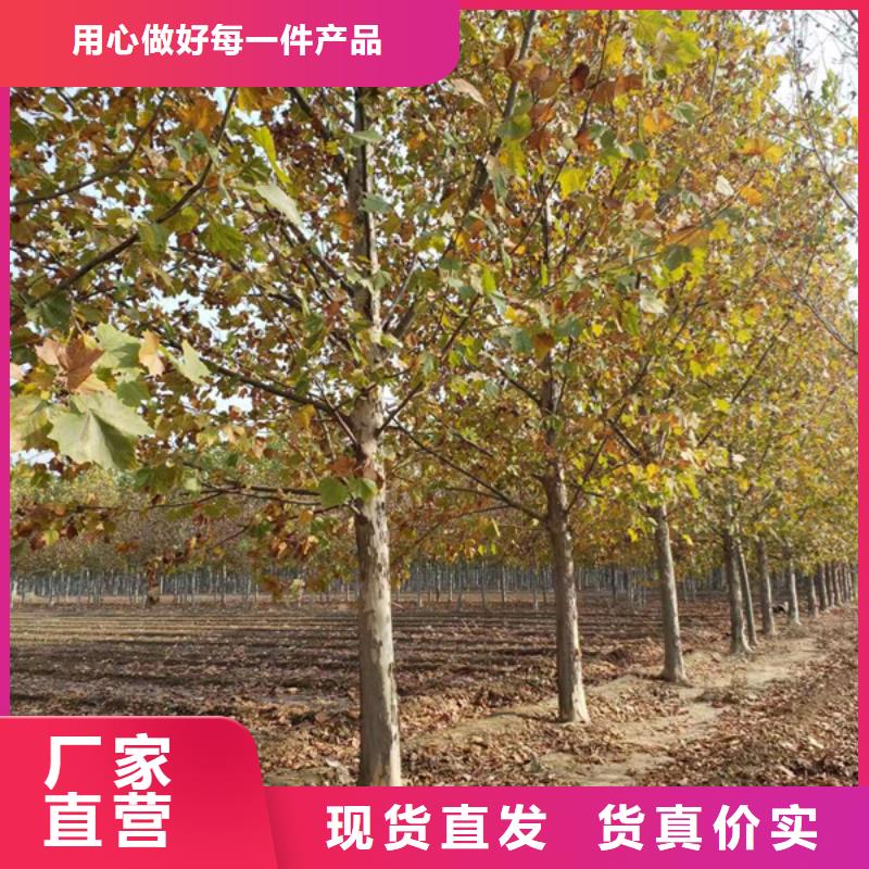 法桐美国红枫热销产品